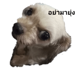 125866547