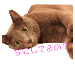 126183113
