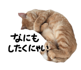 127072531
