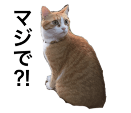 127575339