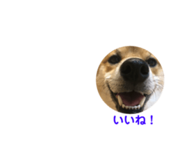 127881837