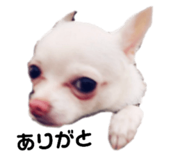 130204240
