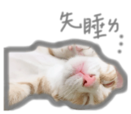 130436046