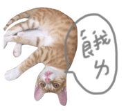 130436051
