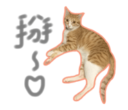 130436054