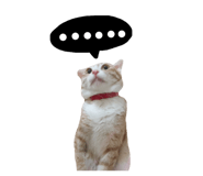 130436058
