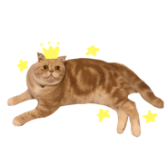 130436061