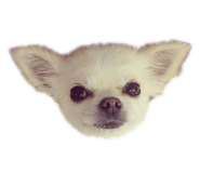 131250509