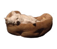131250510