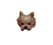 131250511