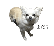 131250512