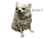 131250516