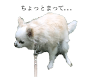 131250519