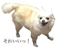 131250520