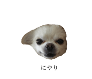 131250521