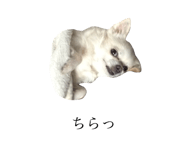 131250522