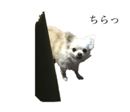 131250523