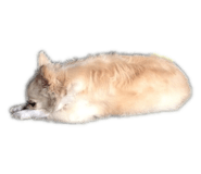 131250524