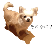 131250527