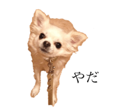 131250529