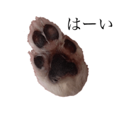 131250531