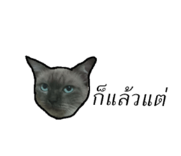 131391645
