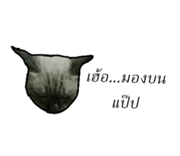 131391646