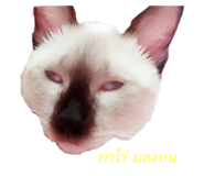 132233529