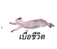132233532