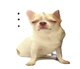 132662914
