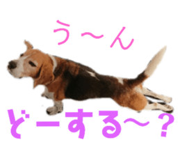 133043548
