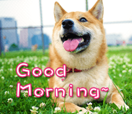 13495449