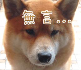 13495455
