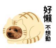 136935900