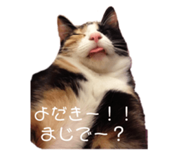 139030475
