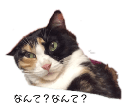 139030477