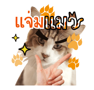 ลายที่ 11