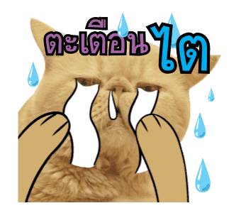 ลายที่ 19