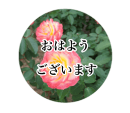 14063558