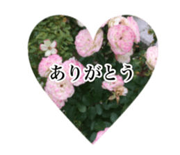 14063567