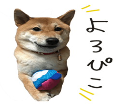 141144684