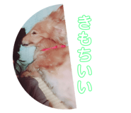 141502631