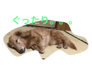 141502637