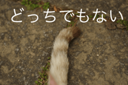 14232620