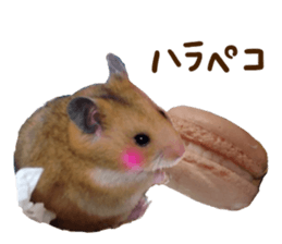 14264170