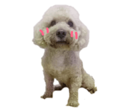 143035564