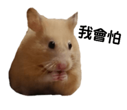 143056052