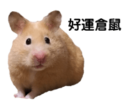 143056054