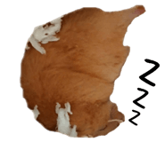 143056057