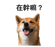 143203590